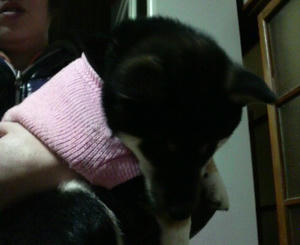 散歩でお疲れ ちよこ
