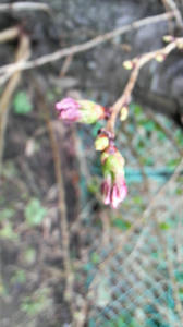 桜の蕾