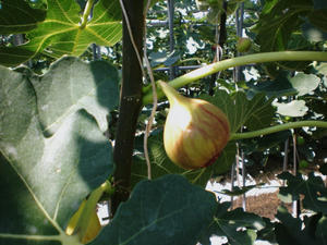 CIMG3960_SP0000.JPG