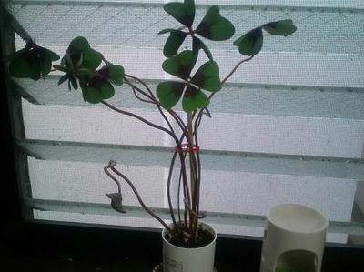 20100624183104.jpg