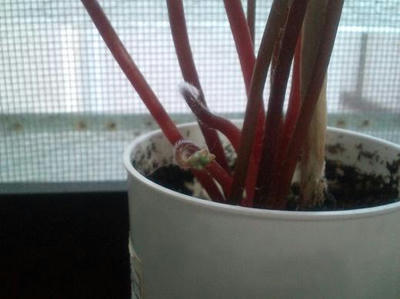 20100624183452.jpg