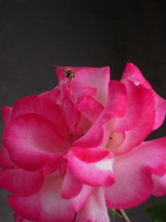 DSCN0930.jpg