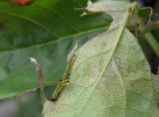 DSCN1012.jpg