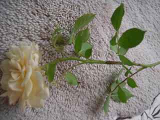 DSCN1023.JPG
