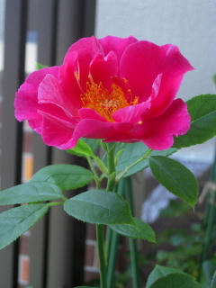 DSCN1206.JPG