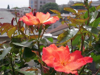 s-DSCN1311.jpg
