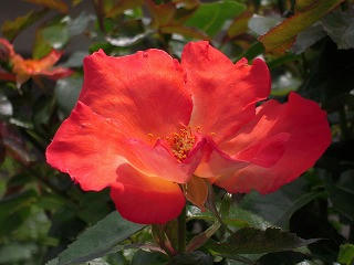 s-DSCN1313.jpg