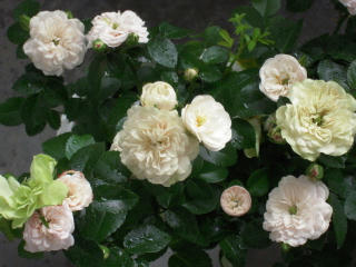 DSCN1352.JPG