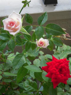 DSCN1359.JPG