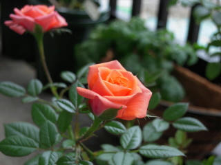 DSCN1229.jpg