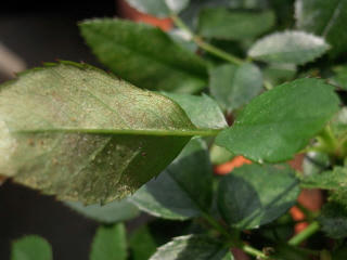 DSCN1390.JPG