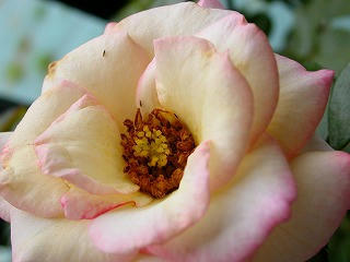 s-DSCN2279.jpg