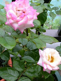 s-DSCN2267.jpg