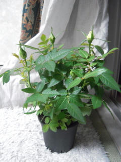DSCN2379.JPG