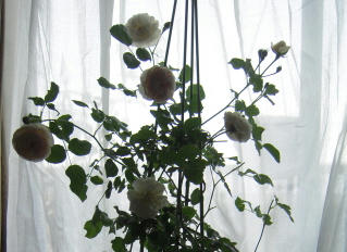 DSCN3392.jpg