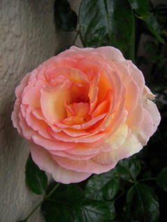 DSCN3528.JPG