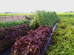 20070810173553.jpg
