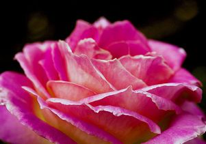 beauty6.jpg