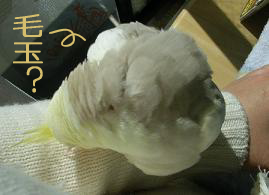 けだま鳥