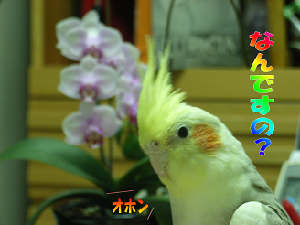 マダ～ム