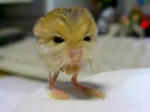 090528_mouse_00.jpg