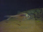 P1000336.JPG