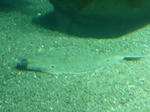 P1000380.JPG