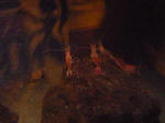 P1000385.JPG