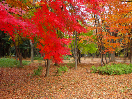 http://blog.cnobi.jp/v1/blog/user/c7c26b20caea26a38378690a0ba9a6e0/1354860712