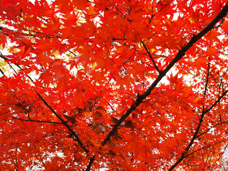 http://blog.cnobi.jp/v1/blog/user/c7c26b20caea26a38378690a0ba9a6e0/1354860770