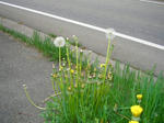 3tanpopo070509a_u1.jpg