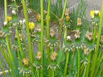3tanpopo070509a_u2.jpg