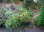 3tomato070816a_u1.jpg