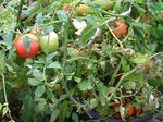 3tomato070816a_u2.jpg