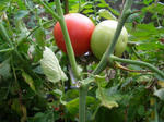 3tomato070816d_u1.jpg