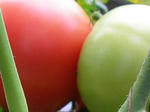 3tomato070816d_u2.jpg