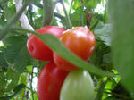3tomato070816k_u1.jpg