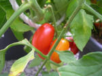 3tomato070816k_u2.jpg