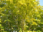 3totinoki070923a_u1.jpg