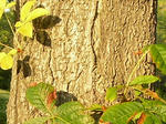 3totinoki070923c_u2.jpg