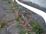 3tukusi080406_u1.jpg