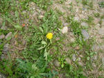 3tanpopo20080419SANY0133_u1.jpg