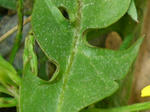 3tanpopo20080419SANY0133_u2.jpg