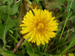 3tanpopo20080419SANY0134_u1.jpg