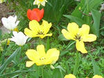 3turip20080502SANY0017u2.jpg