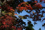 IMG_9783.JPG