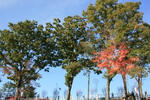 IMG_9787.JPG