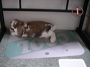 noba.gif
