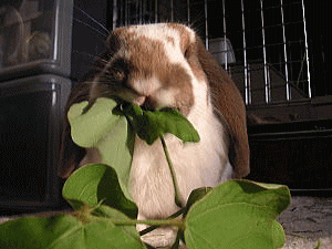 070822_3.gif
