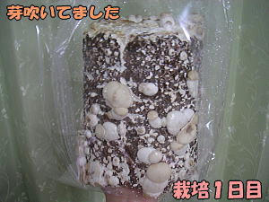 kinoko1_1.jpg